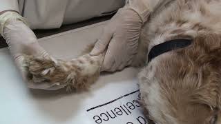 Diagnosing carpal hyperextension in a dog or cat [upl. by Selokcin]