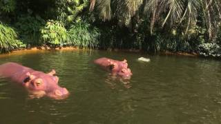 Jungle Cruise Wildlife Expeditions  Tokyo Disneyland [upl. by Jamila849]