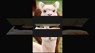 Cute Llama PLEASE SUBSCRIBE 🙏 [upl. by Ymmik775]