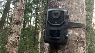 Checking Trail camera for trespassers [upl. by Arolf]