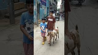 Bakra viral shorts tranding viralvideo viralpage viralreels cow qurbani eiduladha2024 [upl. by Eytteb842]