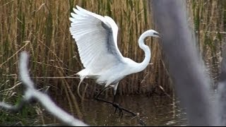 The Great Egret [upl. by Elnar]