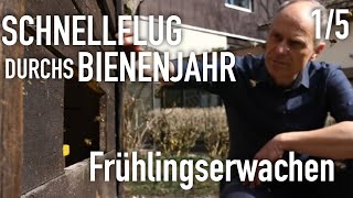 Frühlingserwachen  Schnellflug durchs Bienenjahr 15  Die Ratgeber [upl. by Licna]