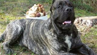 Facts About Aggressive Presa Canario Dog Breed [upl. by Nytsirhc698]