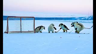 PENGUINS AND POLAR BEARS PLAYING HOCKEY [upl. by Cornwell379]