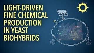 Lightdriven fine chemical production in yeast biohybrids [upl. by Yriek]