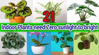 21 Indoor Plants need Zero sunlight to bright  Top 21 Low Maintenance Indoor Plants  Oxygen Plants [upl. by Claudetta]