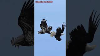 EAGLE vs FALCON Falcon attacks Bald Eagle falcon baldeagles birdsofyoutube wildlife birdlovers [upl. by Rawdan]