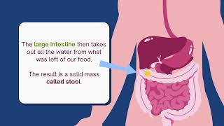 How Our Digestive System Works [upl. by Ahsyt]