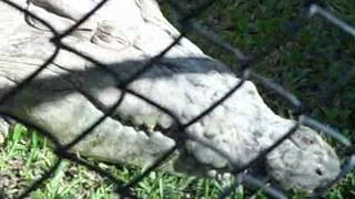 Crocodile with water dragon on tail at Australia Zoo [upl. by Ynotna685]