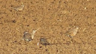 Kulík hnědý  Eurasian Dotterel Charadrius morinellus  11 ex [upl. by Wanyen]