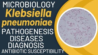 Klebsiella pneumoniae pathogenesis  Klebsiella pneumoniae microbiology [upl. by Dnomsed]