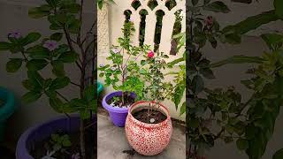 Rose Plant Fertilizer plantscare gardeningtips roseplantcare roseplant plantscaretips plants [upl. by Nottap]