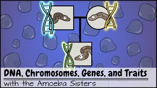 DNA Chromosomes Genes and Traits An Intro to Heredity [upl. by Anialeh544]