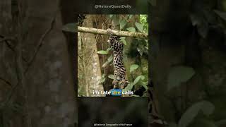 Wild Cat That Mimics Monkeys Margays  Nature Quest Daily  shorts [upl. by Felise]