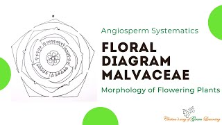 Malvaceae Floral Diagram I Morphology of Flowering Plants [upl. by Copland]