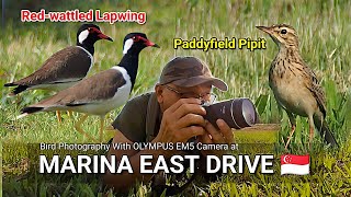 Redwattled Lapwing amp Paddyfield Pipit Bird Photography  Sabahan Birding in Singapore [upl. by Nohj]