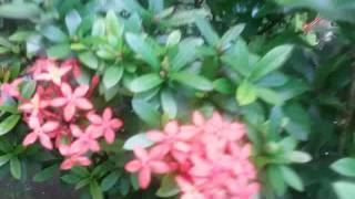 3 colors Ixora Coccinea Jungle Flame  Scarlet Jungle Flame in 1 container  Red  Pink amp Yellow [upl. by Rilda271]