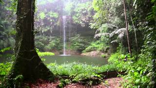 Rain Sound and Rainforest Animals Sound  Relaxing Sleep [upl. by Abeu]