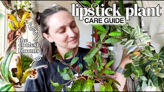 Growing your Lipstick Plant Happy amp Healthy 💄🪴 Aeschynanthus Care Guide [upl. by Ehtyaf]