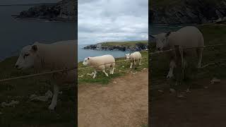 Sheep West Pentire clifftops Cornwall [upl. by Wolfie719]