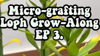 How to graft Peyote seedlings onto pereskiopsis Lophophora williamsii growalong EP3 [upl. by Hertz]