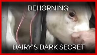 Dehorning Dairys Dark Secret [upl. by Pollie]