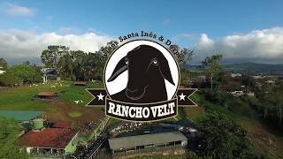 VIDEO DO REBANHO RANCHO VELT  16 ANOS DE CRIAÇÃO [upl. by Namreh]