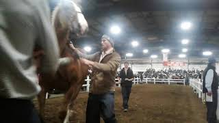 2018 Gordyville draft horse sale lot number 452 [upl. by Zeret]