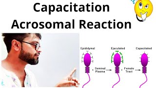 Capacitation amp Acrosomal reaction in sperm BoardNeet [upl. by Annoiek]