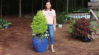 Sunshine Ligustrum Topiary Fall Container  Gardening with Creekside [upl. by Elspet]