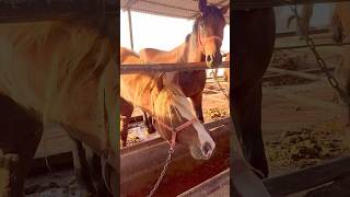 Horses in chains horse horseing horselover horsemaster horsetraining horseriding [upl. by Herminia]