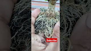 Bonsai anting putri shito bonsai bonsaiindonesia bonsaitree [upl. by Isbel]