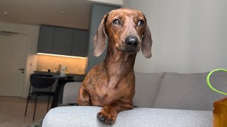 Is mini dachshund standing sitting or lying down [upl. by Kinson]