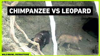 Leopard attacks Chimpanzees in Senegal  Other footages of Chimp vs Leopard Wild dogs Hyena etc [upl. by Nonna]