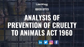 Analysis of Prevention of Cruelty to Animals Act 1960  QuickByte  LawWiser [upl. by Nollahs958]