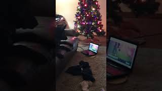 Dogs watch dog sports on the TV and the computer during christmas break [upl. by Anuqahs]