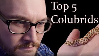 Top 5 Colubrid Snakes [upl. by Radek]