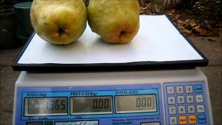 Pere grele 05 10 2012690 grheavy pears [upl. by Saixela]