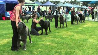 Association of All Mastiff Breeds of Victoria  9th Championship Show  Highlights [upl. by Eerihs453]