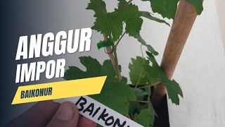 Anggur Baikonur 🔴 Unboxing [upl. by Ilrebmyk]