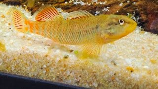 Native Fish Care Rainbow Darter [upl. by Marchelle759]