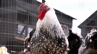 Silver Laced Wyandottes  Farm Raised With P Allen Smith [upl. by Eentrok]