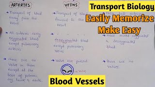 Blood Vessels  Arteries Veins And Capillaries  Class 11 Biology [upl. by Armahs]