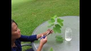 Lets Grow Grape Vines from Cuttings [upl. by Llenoil85]