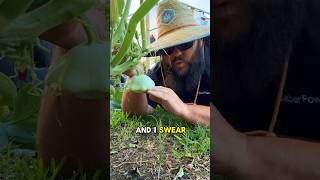 Grow Patty Pan Squash texasgarden texasgardeners garden [upl. by Malynda371]