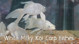 White Milky Koi Carp Fishes KoiFish  MilkyKoi  UnderwaterMagic [upl. by Cire]