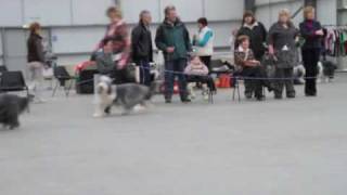 Bearded Collie Eastern Bearded Collie Club [upl. by Flory881]