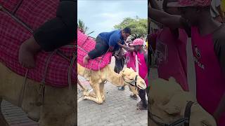 Happy diwali for Amazing camel 🐪 shorts explain shortsvideo [upl. by Ahsenit]