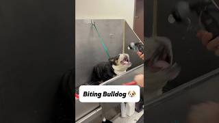 I believe he will get better with time 🐶 englishbulldog bulldog bullybreed dogbath tutorial [upl. by Hump]